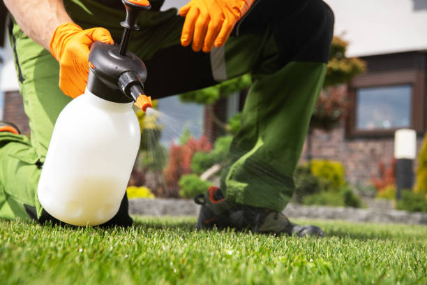 Best Ant Control Services  in Cactus Flats, AZ