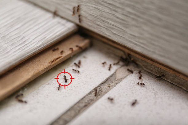 Best Cockroach Control Services  in Cactus Flats, AZ