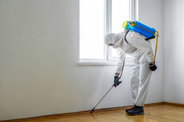 Best Termite Control Services  in Cactus Flats, AZ
