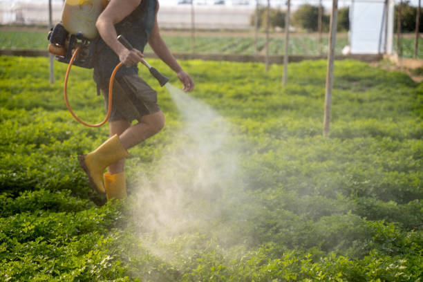 Best Best Pest Control Companies  in Cactus Flats, AZ