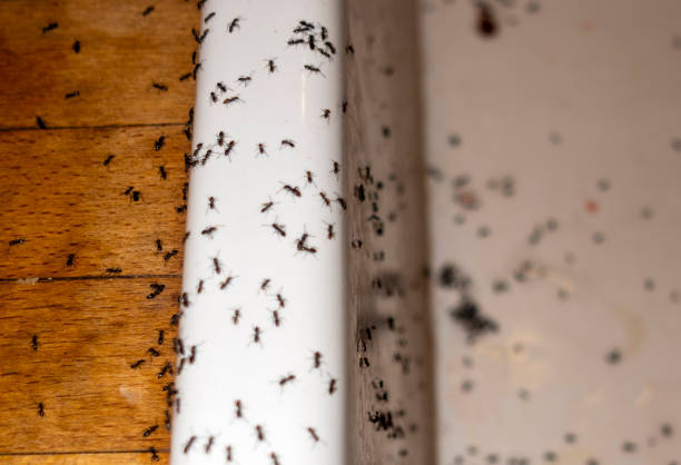 Flea Control Services in Cactus Flats, AZ